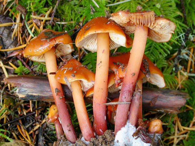 Phaeocollybia californica